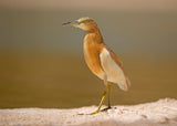 Squacco Heron Poster och Canvastavla