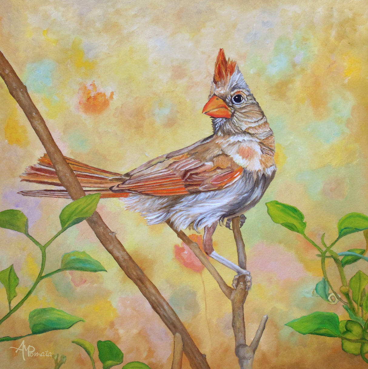 Female Cardinal Portrait Poster och Canvastavla