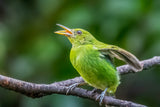 Green Honeycreeper is singing Poster och Canvastavla