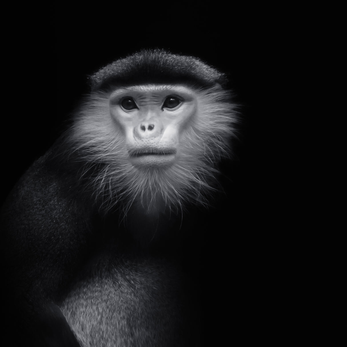 ...ape #2 Poster och Canvastavla