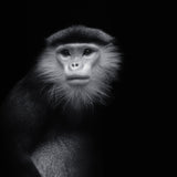 ...ape #2 Poster och Canvastavla