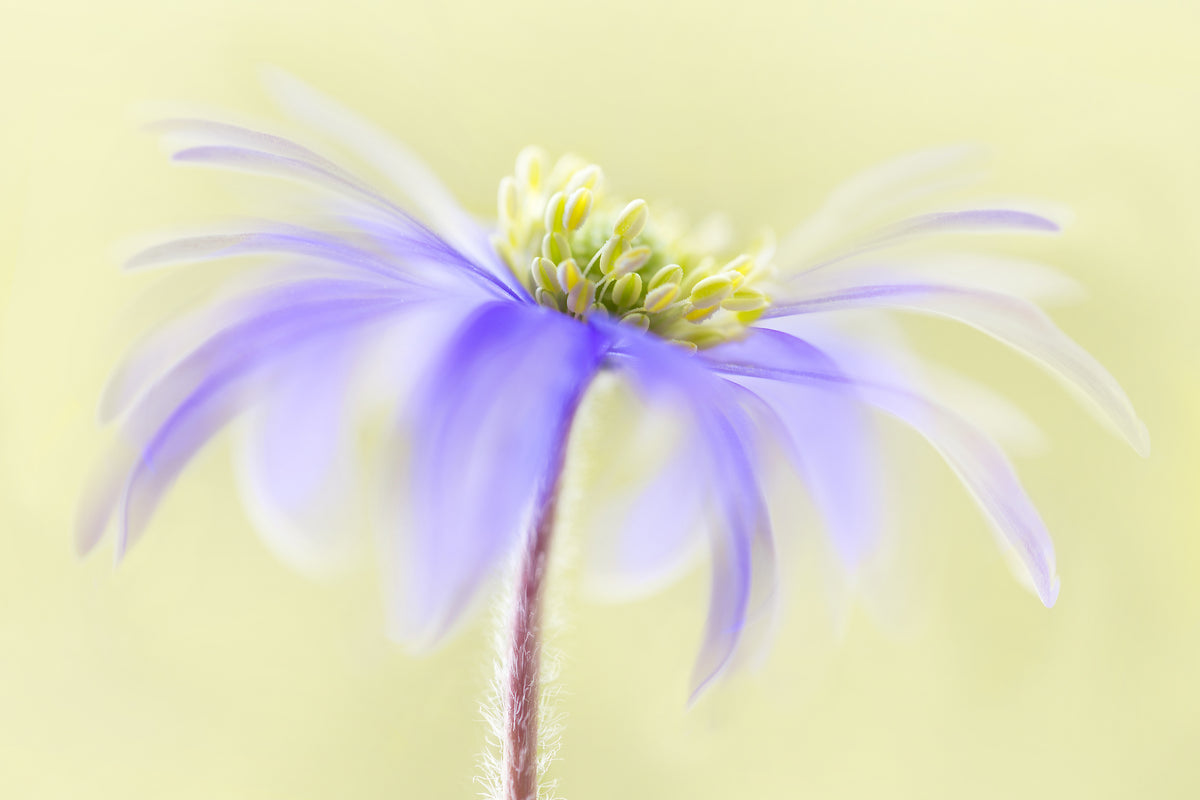 Anemone Blanda Poster och Canvastavla