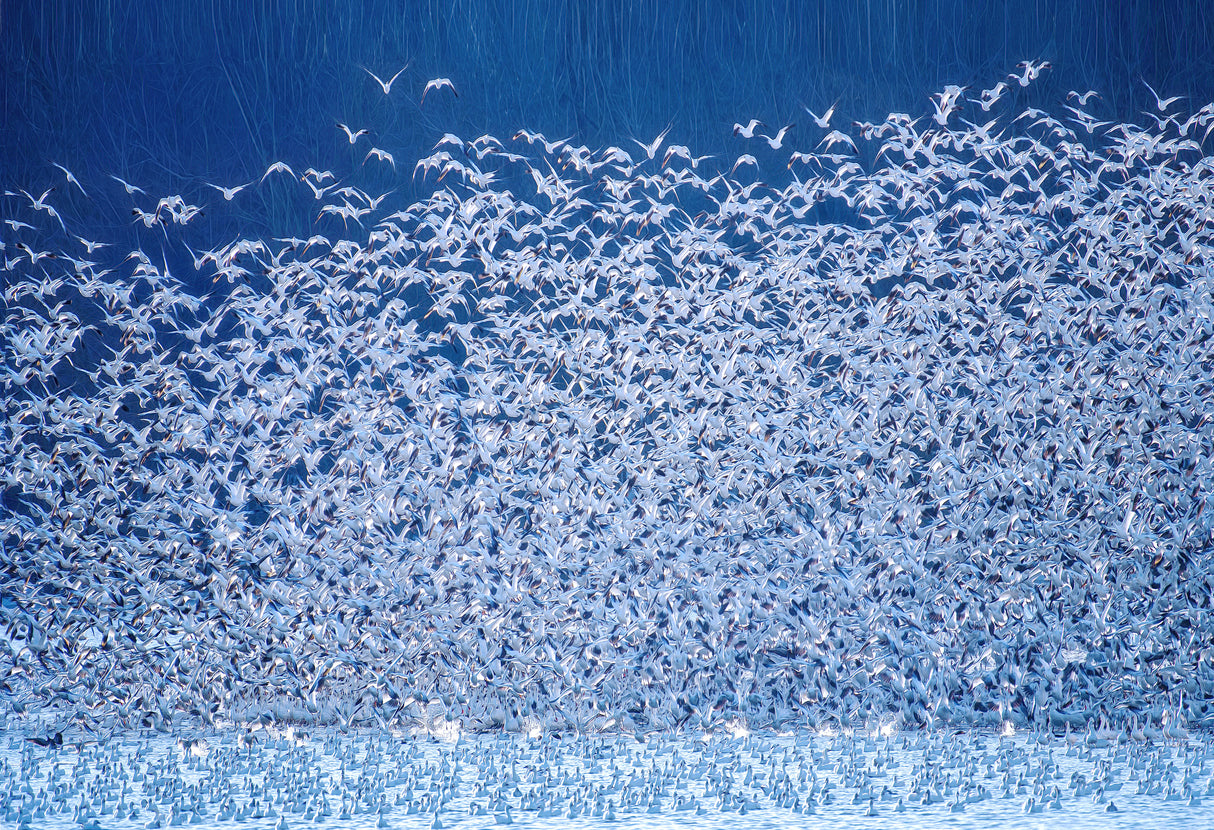 Snow Geese Migration Poster och Canvastavla