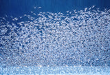 Snow Geese Migration Poster och Canvastavla