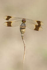 Banded Darter Poster och Canvastavla