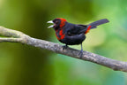 Crimson-collared Tanager Poster och Canvastavla