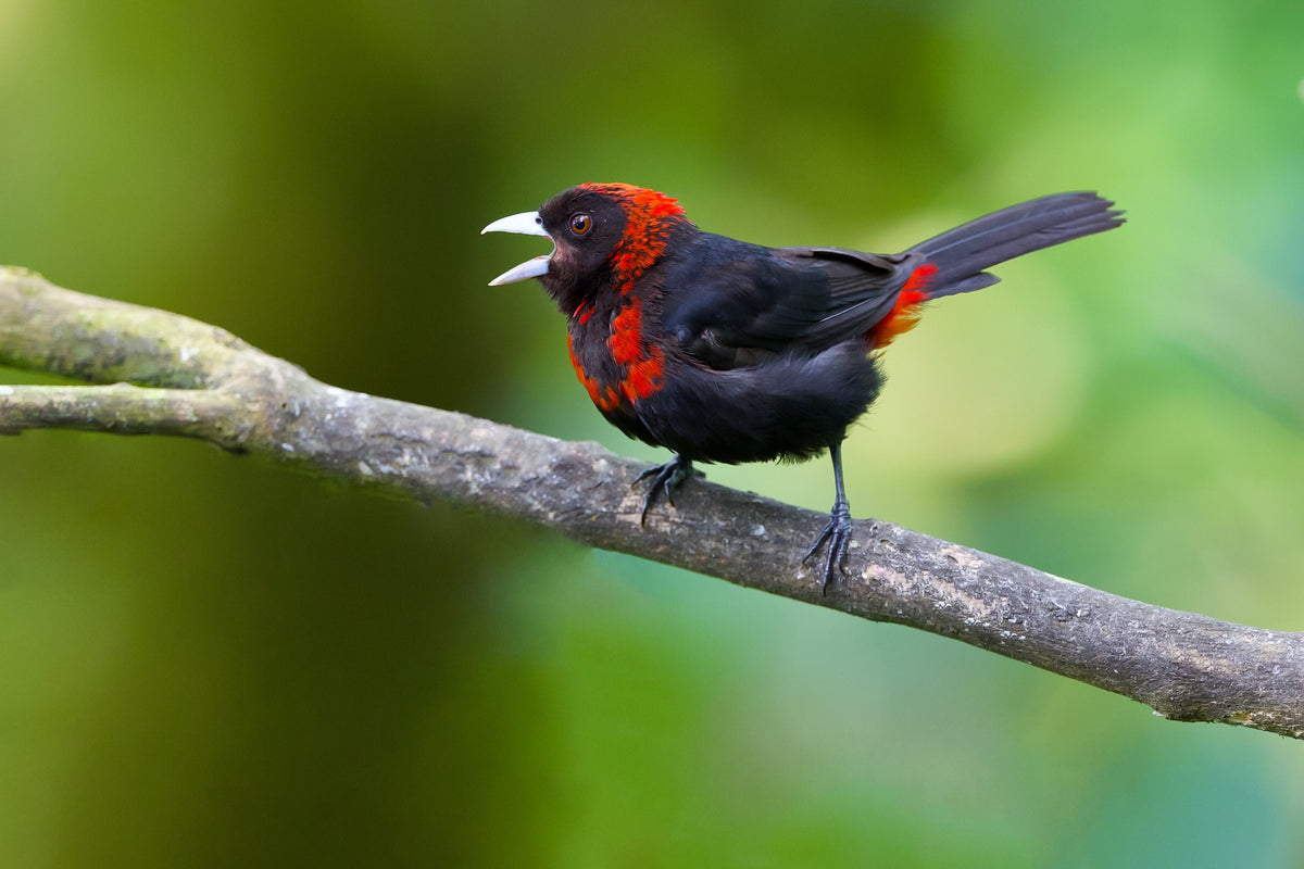 Crimson-collared Tanager Poster och Canvastavla