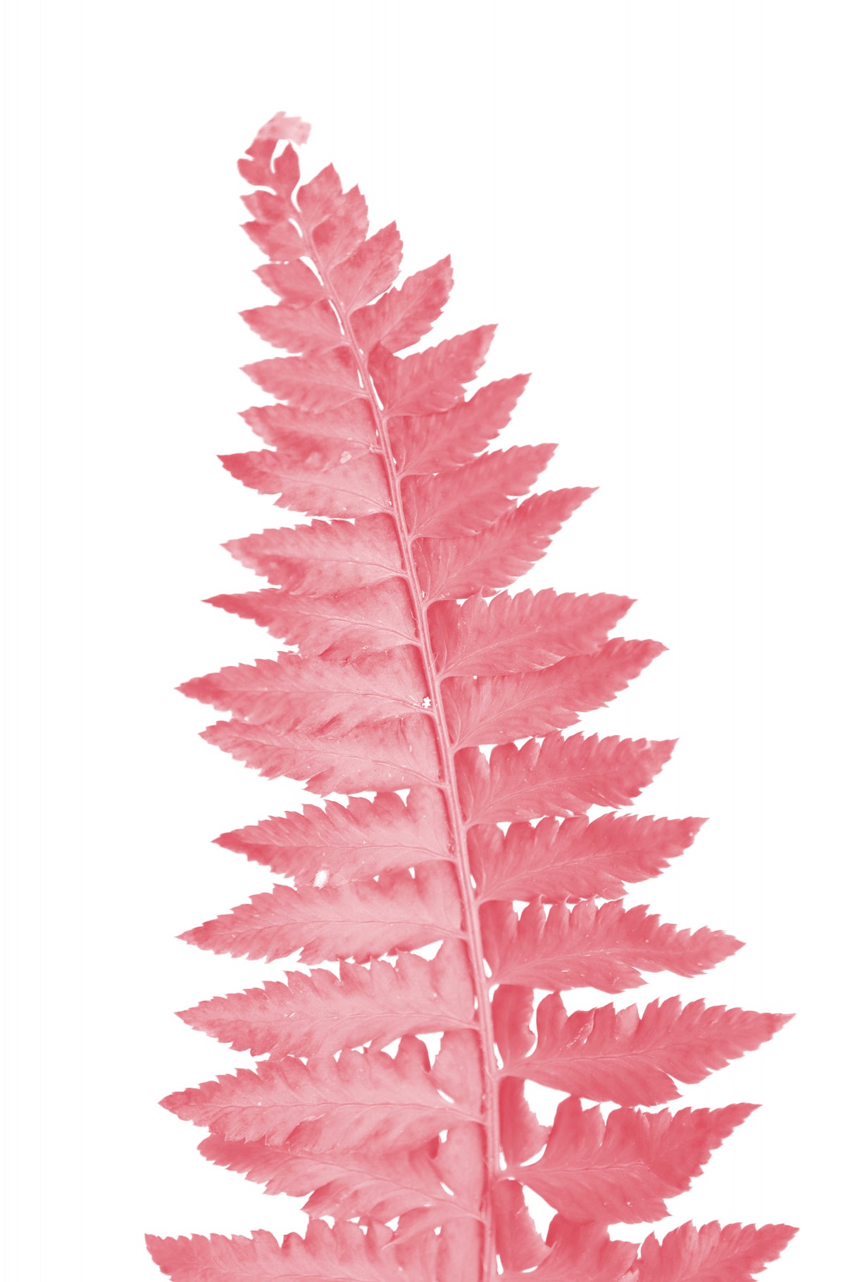 Pink fern leaf Poster och Canvastavla