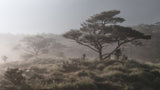 Hill of Pine Trees Poster och Canvastavla