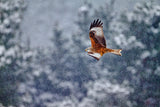 Red kite in the snow storm Poster och Canvastavla