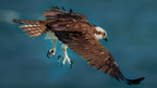 Osprey In Action Poster och Canvastavla