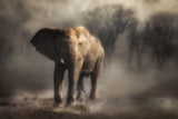 “....elephant drinking water...’ Poster och Canvastavla