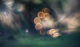 Look in the eyes of autumn Poster och Canvastavla