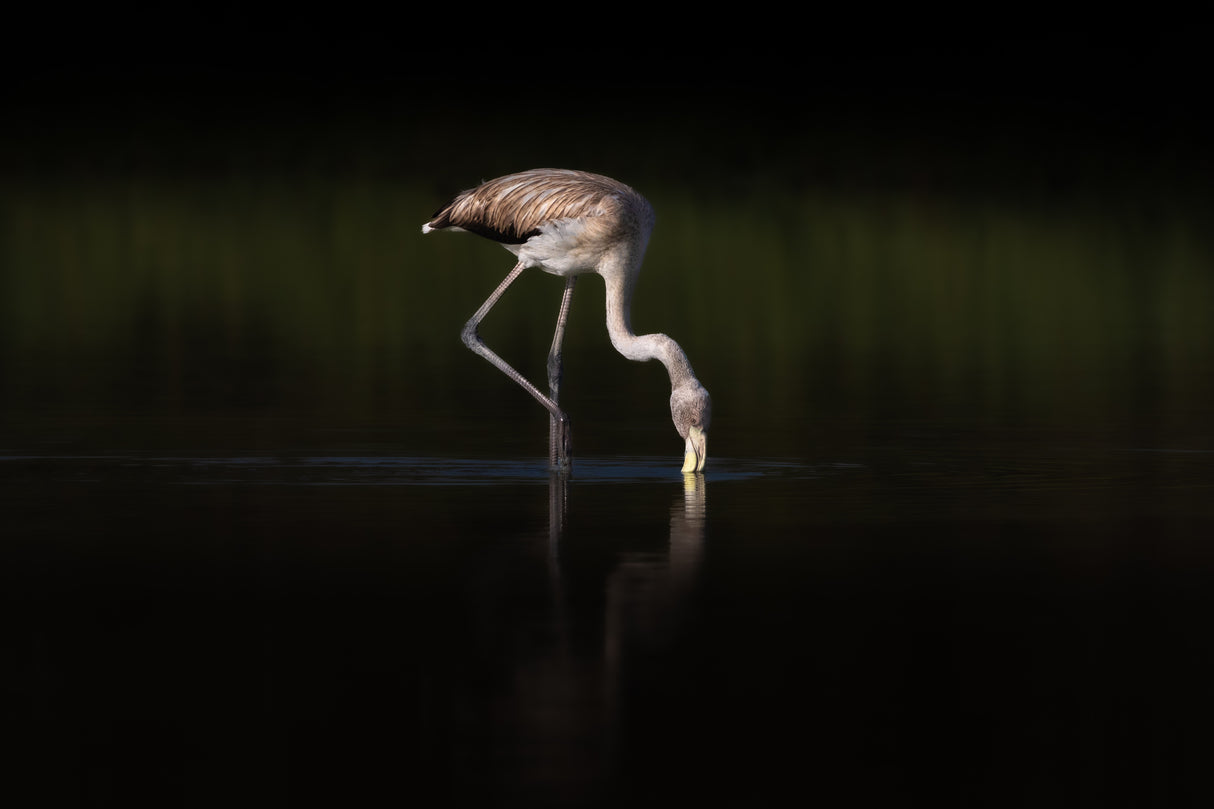 Greater  Flamingo Poster och Canvastavla