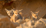 Foxes cubs on Sunset Poster och Canvastavla