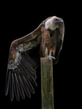 Gyps Fulvus Profil - Griffon Vulture Poster och Canvastavla