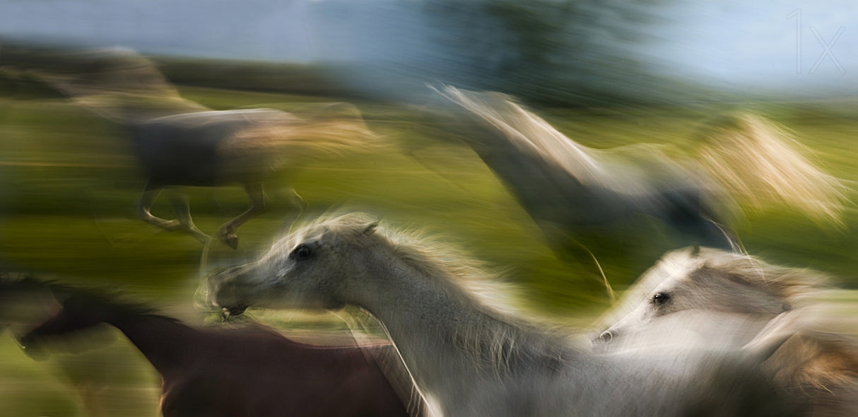 sequence in canter Poster och Canvastavla
