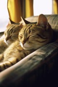 Resting Van Cats Poster och Canvastavla