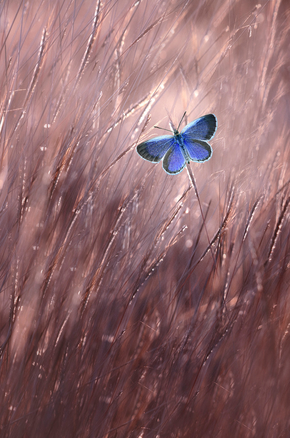 Beautiful Butterfly Poster och Canvastavla