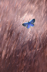 Beautiful Butterfly Poster och Canvastavla