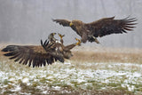 Eagle fights Poster och Canvastavla