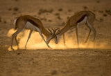 FIGHTING SPIRIT Poster och Canvastavla