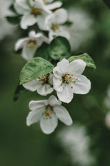 Spring Series - Apple Blossoms in the Rain 4/12 Poster och Canvastavla