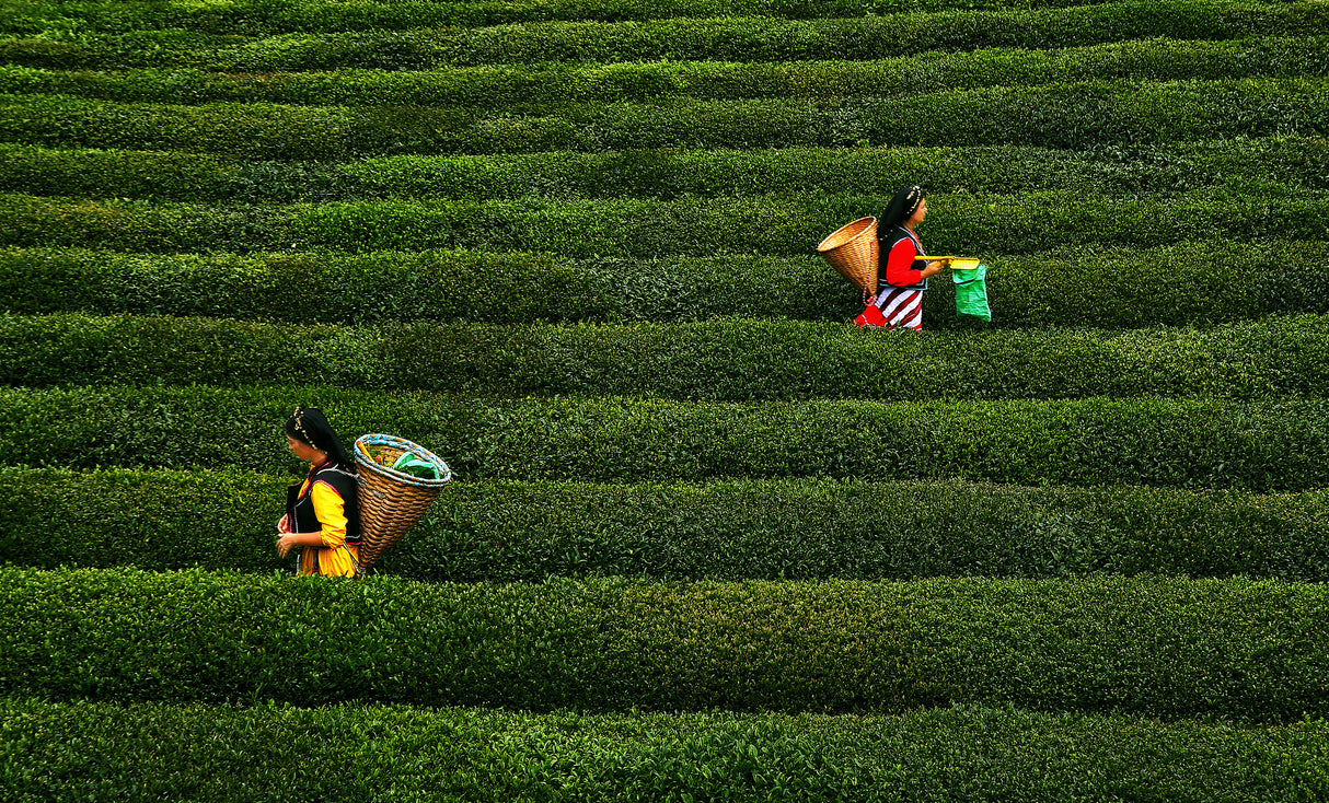 tea garden Poster och Canvastavla