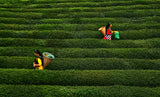 tea garden Poster och Canvastavla