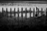In the edge of silence Poster och Canvastavla