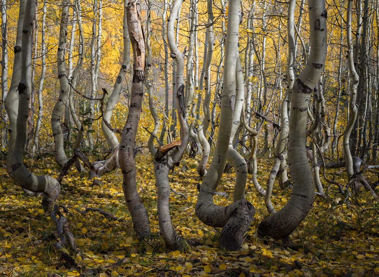 Crooked Aspen Poster och Canvastavla