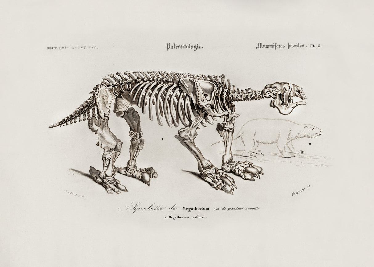 Megatherium Poster och Canvastavla