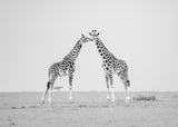 Giraffe affection Poster och Canvastavla