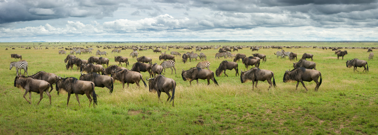 Great Migration in Serengeti Plains Poster och Canvastavla