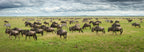 Great Migration in Serengeti Plains Poster och Canvastavla