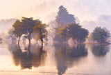 Trees#5786 Poster och Canvastavla