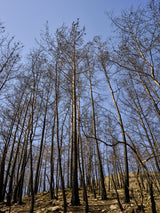 burnt trees in the forest Poster och Canvastavla