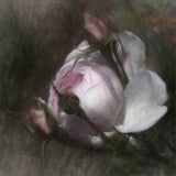 budding beauty Poster och Canvastavla