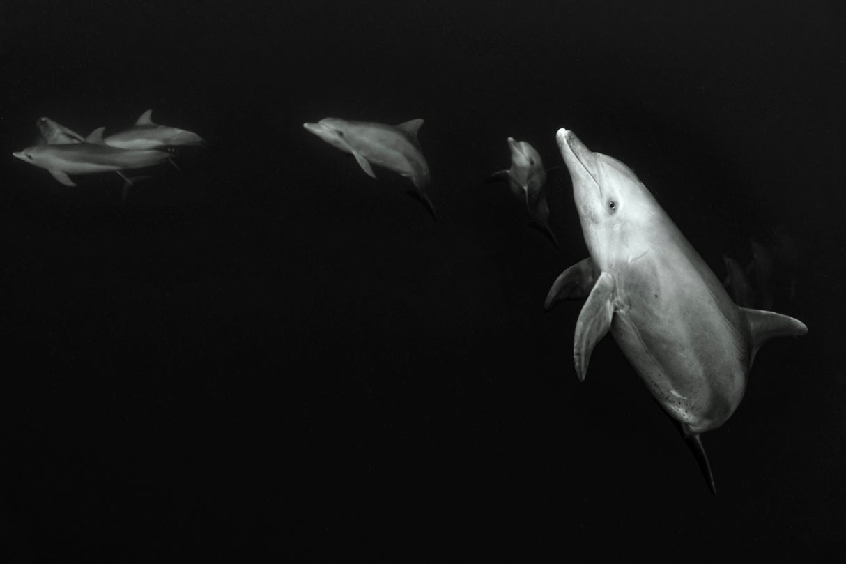 From the deep Poster och Canvastavla