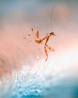 The Dancing Mantis Poster och Canvastavla