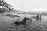Washing the Horse Poster och Canvastavla