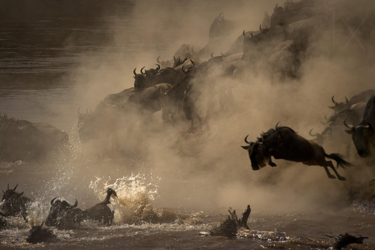 The Great Wildebeest Migration Poster och Canvastavla