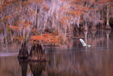 Egret and Cypress Poster och Canvastavla