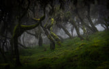 Harenna Forest Poster och Canvastavla