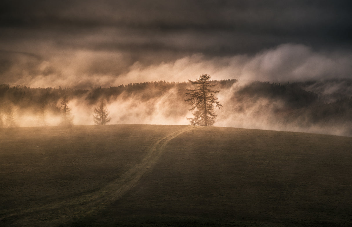 Rising fog Poster och Canvastavla