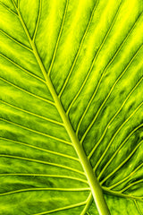 Arrow Leaf Poster och Canvastavla