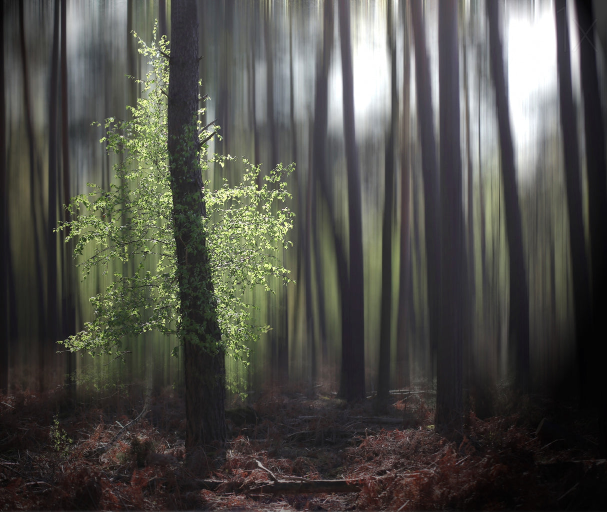 spring forest Poster och Canvastavla