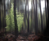 spring forest Poster och Canvastavla