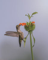 Hummer on Lion's Ear Flower III Poster och Canvastavla