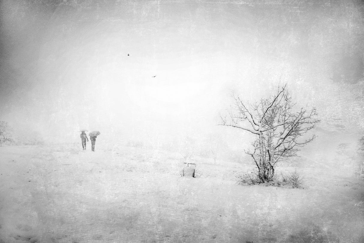 Snow in the park Poster och Canvastavla